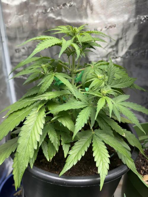 Grow 1 Q1 2026. Week 5 - 15.03 MW