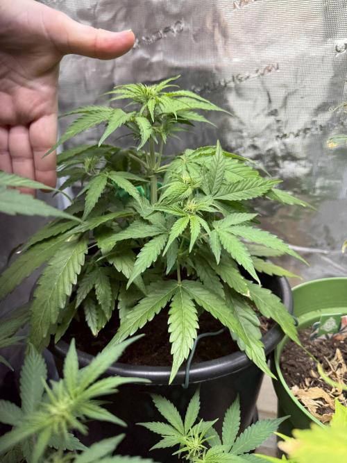 Grow 1 Q1 2026. Week 5 - 15.03 MW height v hand