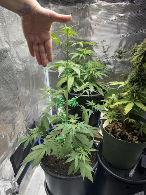 Grow 1 Q1 2026. Week 5 - 15.03 EC height v hand. She’s outgrowing this kind of measuring. 
