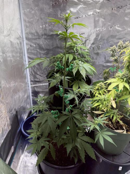 Grow 1 Q1 2026. Week 5 - 16.03 EC