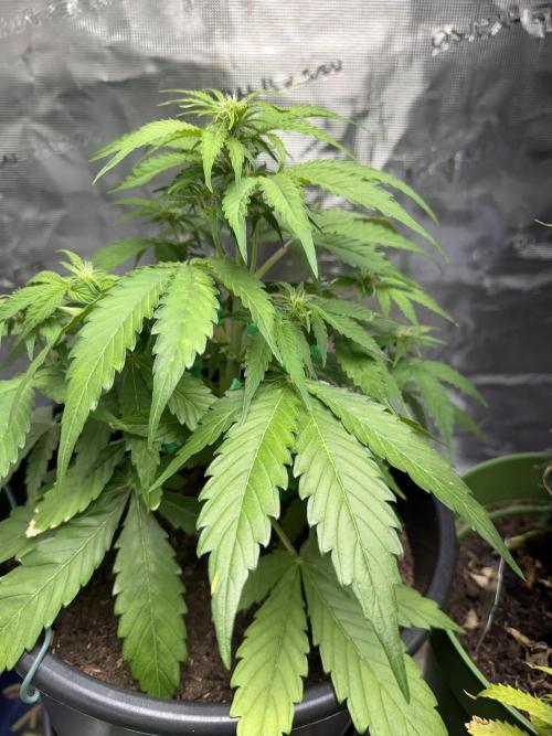 Grow 1 Q1 2026. Week 5 - 16.03 MW