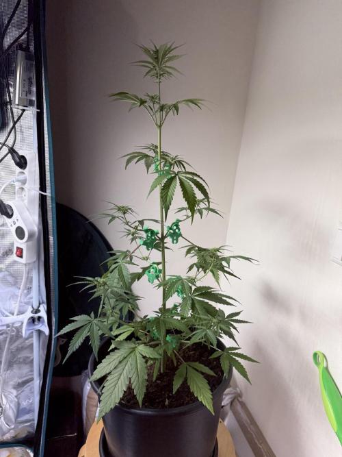 Grow 1 Q1 2026. Week 5 - 17.03 EC