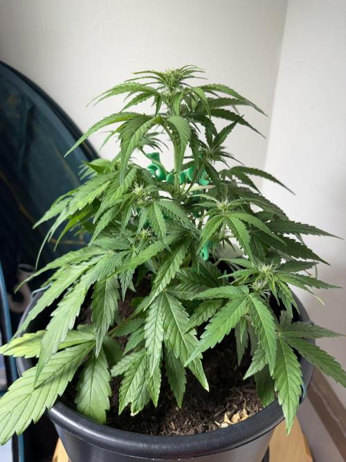 Grow 1 Q1 2026. Week 5 - 17.03 MW