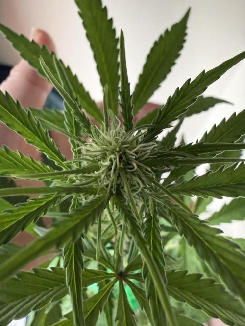 Grow 1 Q1 2026. Week 5 - 17.03 EC flower