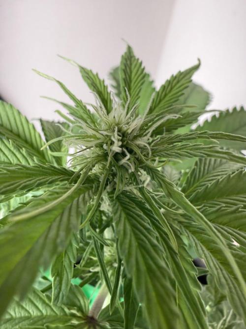 Grow 1 Q1 2026. Week 5 - 17.03 MW flower