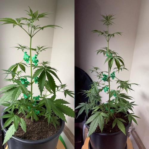 Grow 1 Q1 2026. Week 5 - Week 5 side by side EC