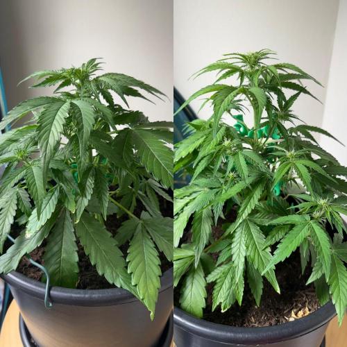 Grow 1 Q1 2026. Week 5 - Week 5 side by side MW