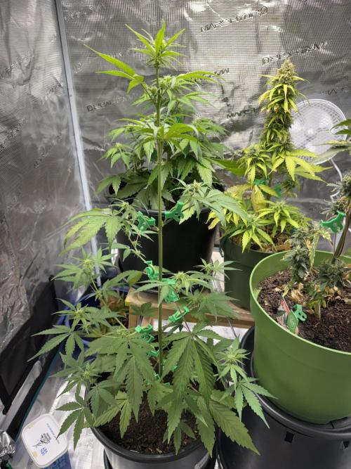 Grow 1 Q1 2026. Week 6 - 18.03 EC
