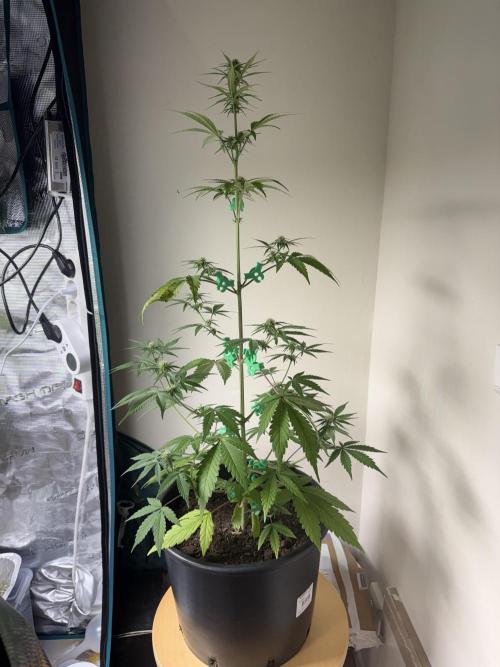 Grow 1 Q1 2026. Week 6