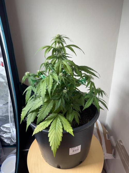Grow 1 Q1 2026. Week 6