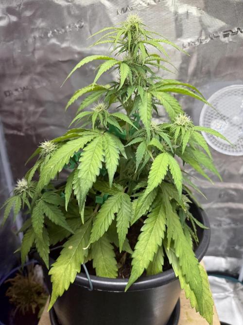 Grow 1 Q1 2026. Week 6 - 18.03 MW