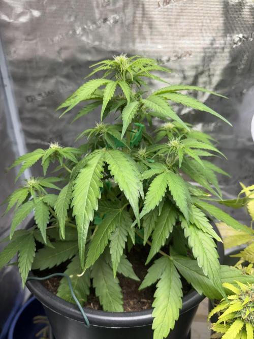 Grow 1 Q1 2026. Week 6