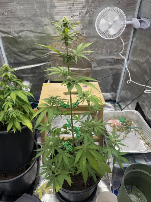 Grow 1 Q1 2026. Week 6 - 24.03 EC