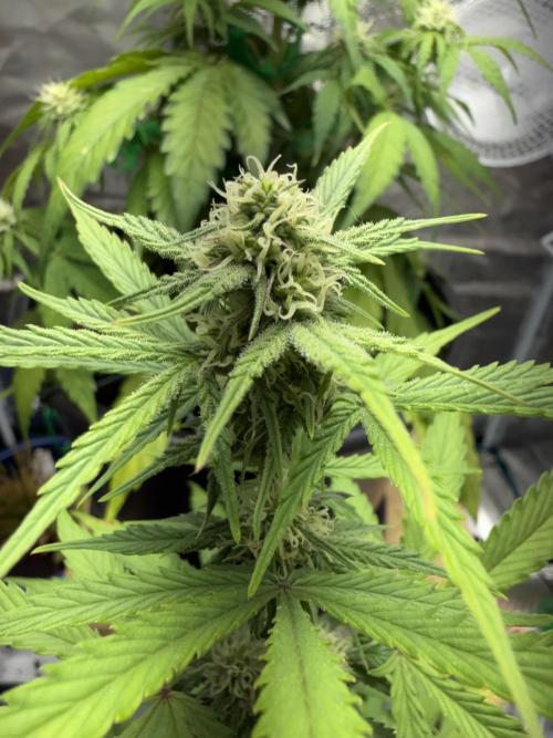 Grow 1 Q1 2026. Week 6 - 24.03 EC top bud