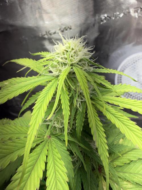Grow 1 Q1 2026. Week 6 - 24.03 MW top bud