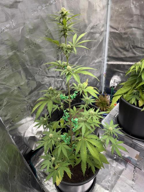 Grow 1 Q1 2026. Week 7 - 25.03 EC