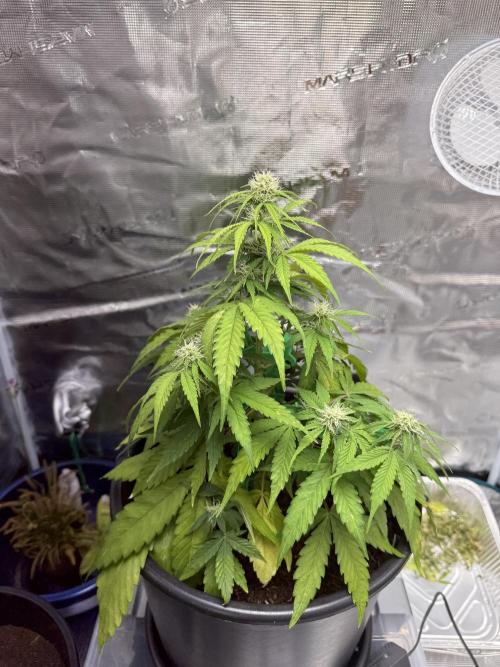 Grow 1 Q1 2026. Week 7 - 25.03 EC