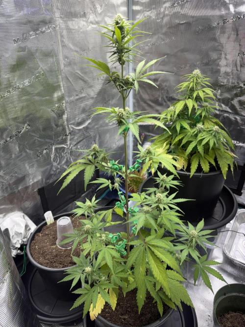 Grow 1 Q1 2026. Week 7 - 27.03 EC