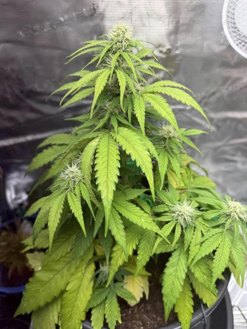 Grow 1 Q1 2026. Week 7 - 27.03 MW