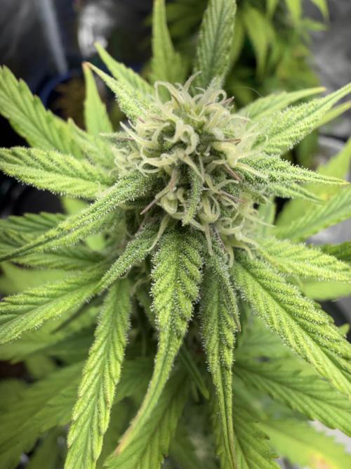 Grow 1 Q1 2026. Week 7 - 27.03 EC starting to look to sparkly