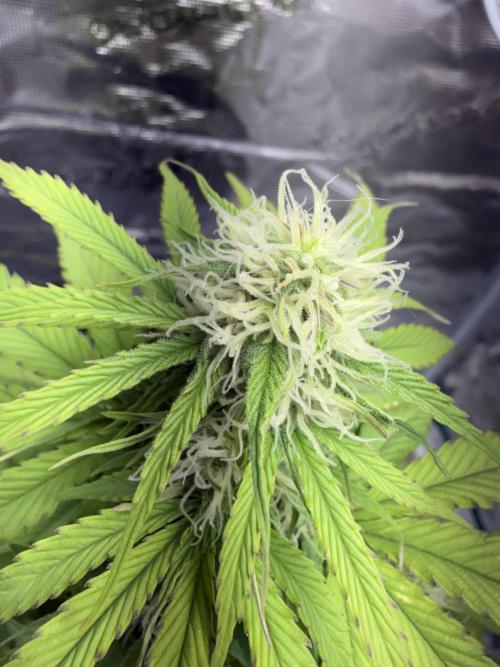 Grow 1 Q1 2026. Week 7 - 27.03 MW less so but she’ll come along