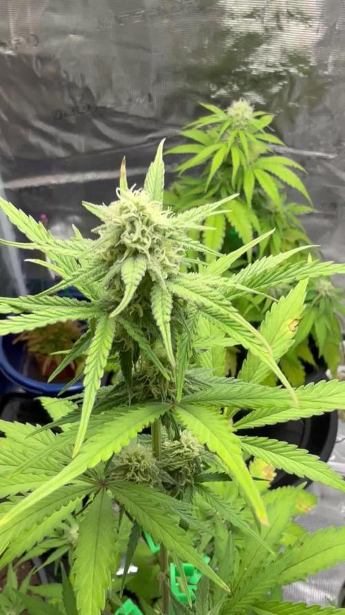 Grow 1 Q1 2026