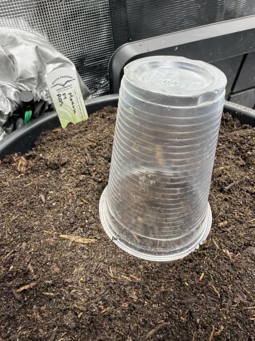 G2.1.26. Week 0 - 28.03 Medusa F1 going into the soil!