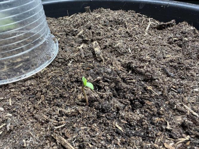 G2.1.26. Week 0 - 30.03 Germination confirmed! Did have to help her out of her jacket…