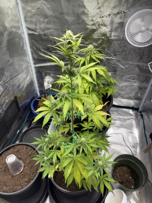 Grow 1 Q1 2026. Week 7 - 29.03 EC