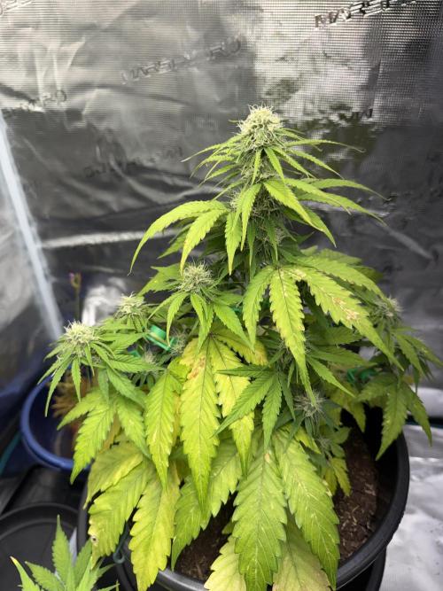 Grow 1 Q1 2026. Week 7 - 29.03 MW