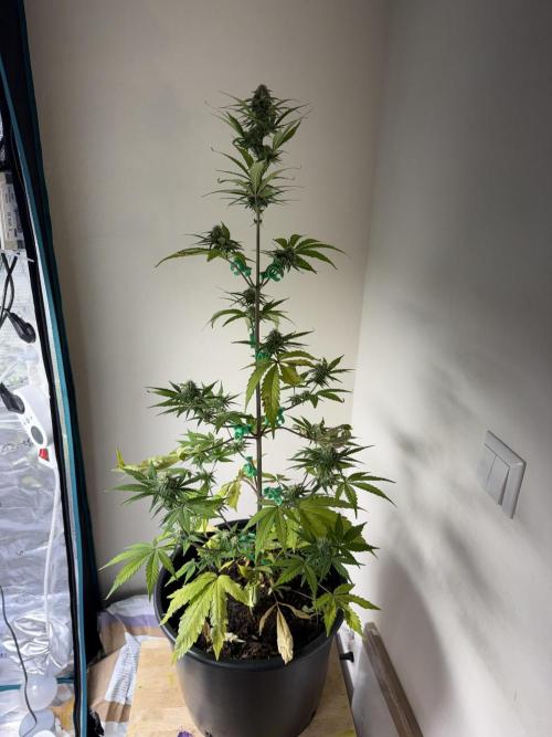 Grow 1 Q1 2026. Week 7 - 31.03 EC