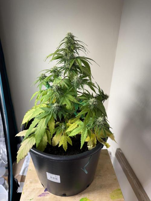 Grow 1 Q1 2026. Week 7 - 31.03 MW 