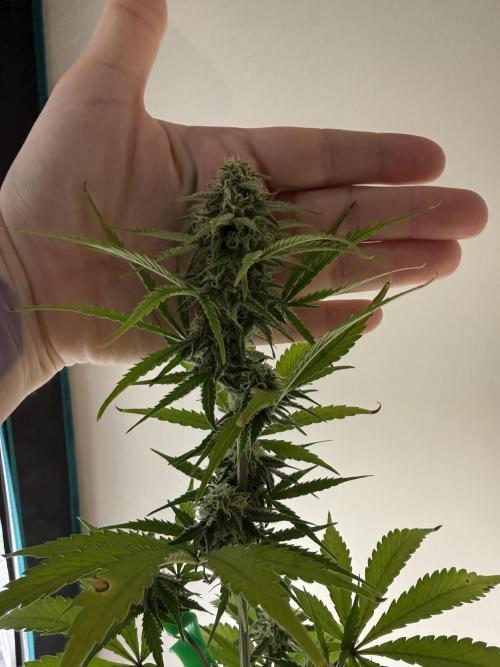 Grow 1 Q1 2026. Week 7 - 31.03 EC top bud