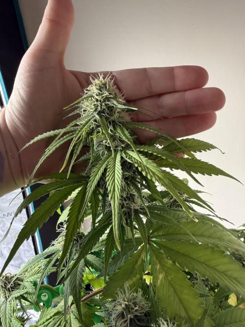 Grow 1 Q1 2026. Week 7 - 31.03 MW top bud