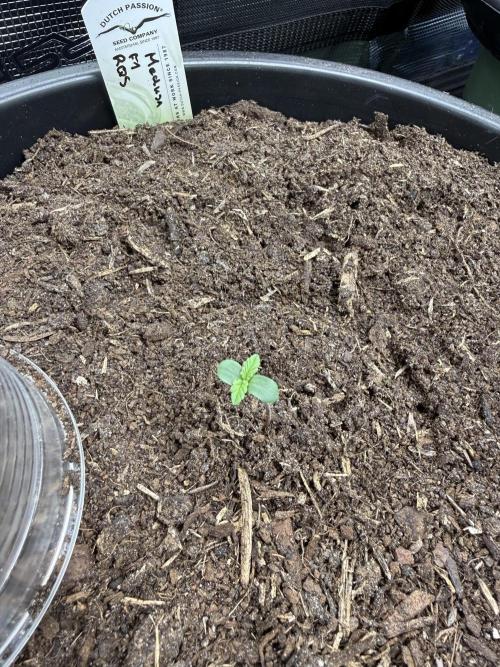 G2.1.26. Week 1 - 31.03