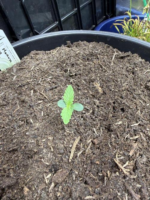 G2.1.26. Week 1 - 02.04
