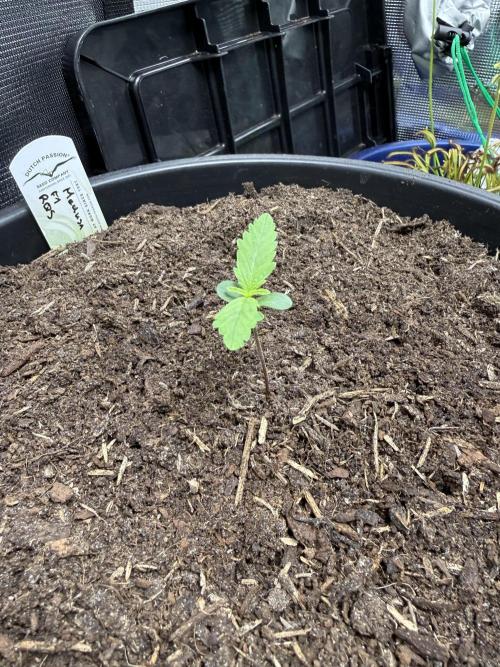 G2.1.26. Week 1 - 04.05