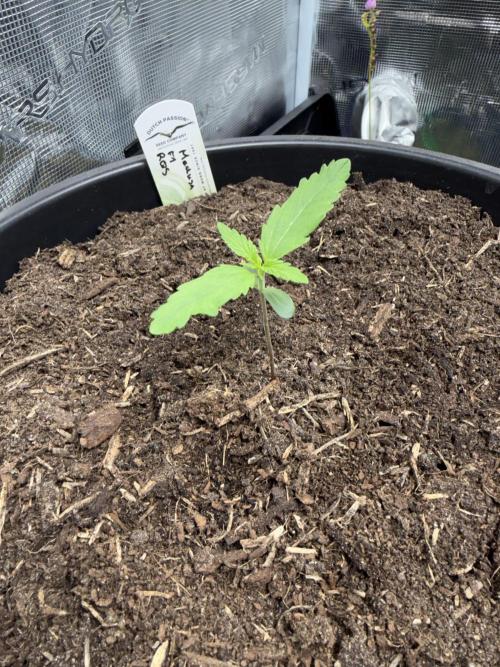 G2.1.26. Week 1 - 06.04