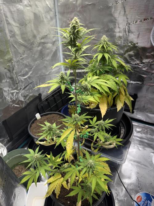 Grow 1 Q1 2026. Week 8 - 02.04 EC