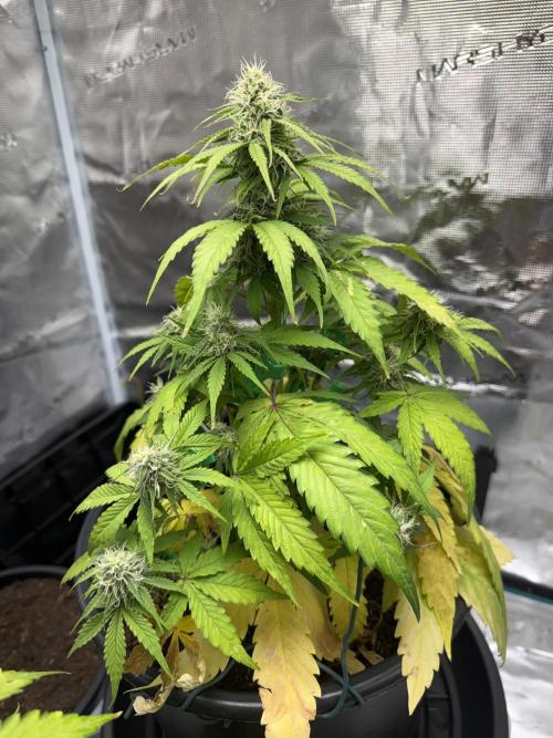 Grow 1 Q1 2026. Week 8 - 02.04 MW