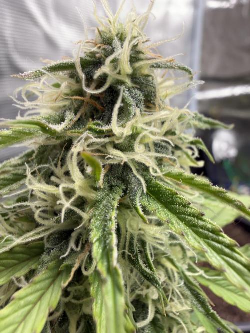 Grow 1 Q1 2026. Week 8 - 03.04 MW flower closeup