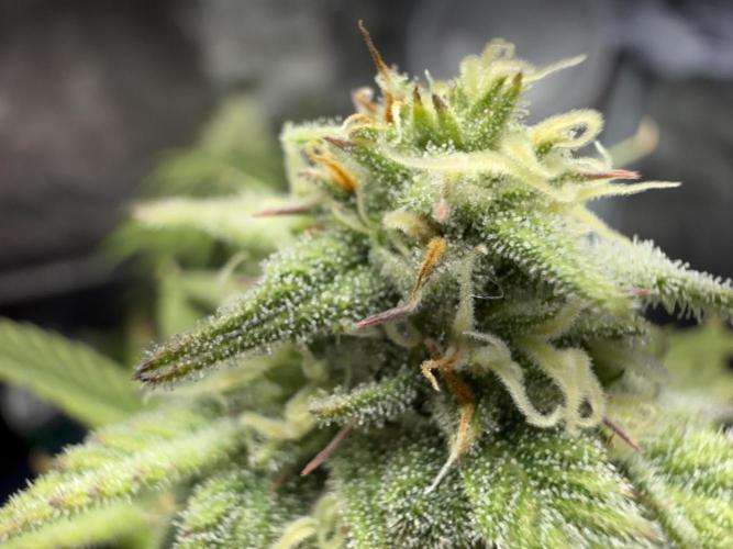 Grow 1 Q1 2026. Week 8 - 03.04 EC flower closeup