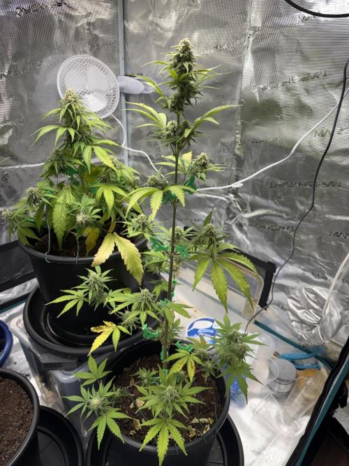 Grow 1 Q1 2026. Week 8 - 04.04 EC