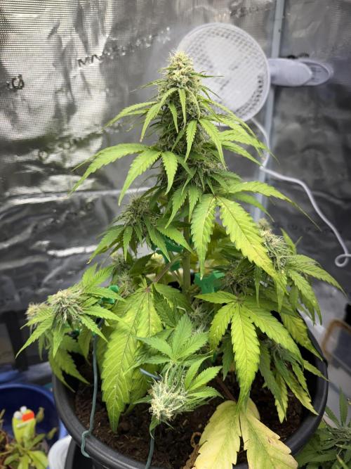 Grow 1 Q1 2026. Week 8 - 04.04 MW