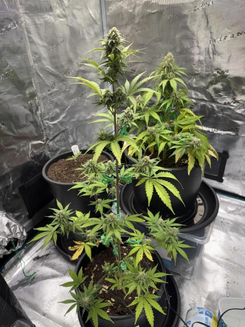 Grow 1 Q1 2026. Week 8 - 06.04 EC (front) and MW (back) (bonus Medusa, left)