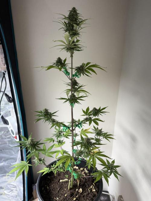 Grow 1 Q1 2026. Week 8 - 07.04 EC