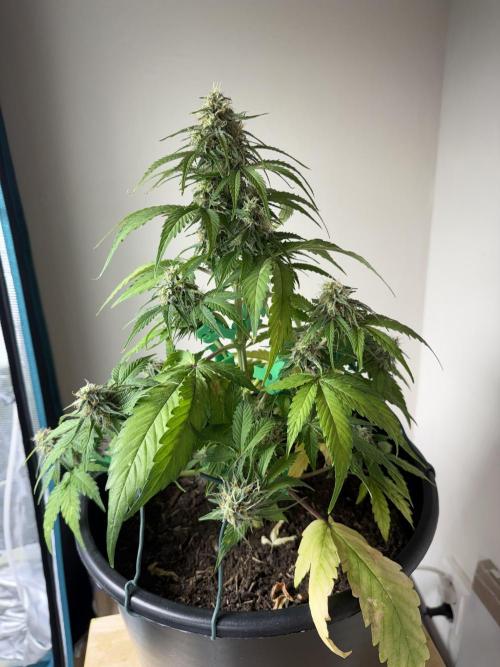 Grow 1 Q1 2026. Week 8 - 07.04 MW