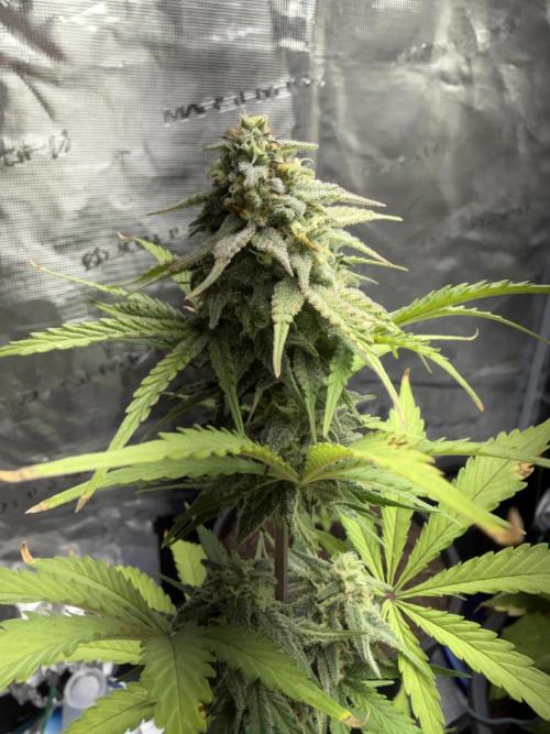 Grow 1 Q1 2026. Week 8 - 07.04 EC flower closeup
