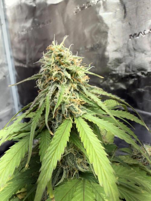 Grow 1 Q1 2026. Week 8 - 07.04 MW flower closeup