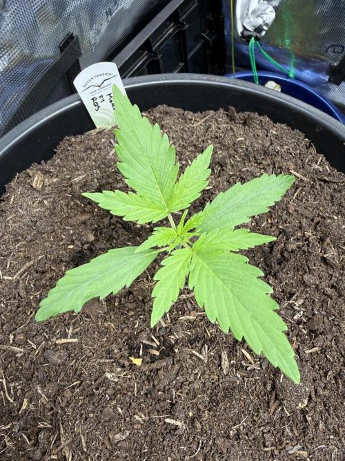 G2.1.26. Week 2 - 11.03